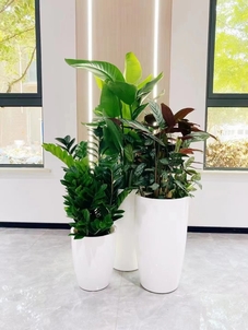 探秘海曙绿化修剪，这些细节值得关注