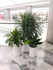 探秘宁波前湾盆景租赁，解锁独特景观布置法